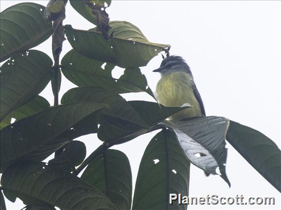 Sooty-headed Tyrannulet (Phyllomyias griseiceps)