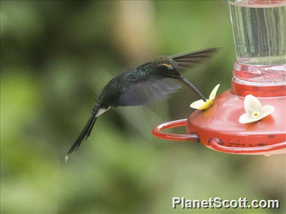 White-whiskered Hermit (Phaethornis yaruqui)