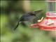 White-whiskered Hermit (Phaethornis yaruqui)