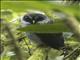 Black-and-white Owl (Strix nigrolineata)