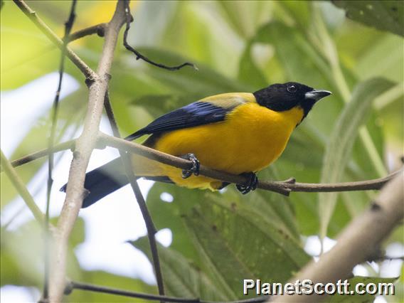 Black-chinned Mountain-Tanager (Anisognathus notabilis)