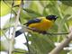 Black-chinned Mountain-Tanager (Anisognathus notabilis)