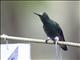 Buff-tailed Coronet (Boissonneaua flavescens)