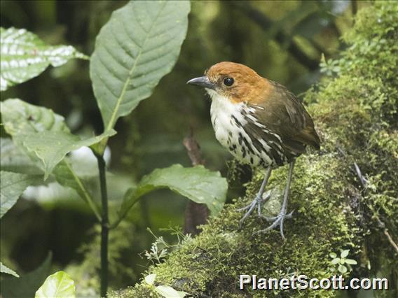 Chestnut-crowned Antpitta (Grallaria ruficapilla)