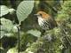 Chestnut-crowned Antpitta (Grallaria ruficapilla)