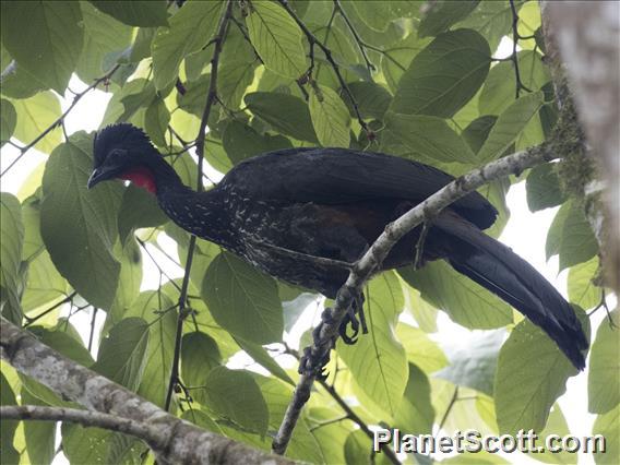 Crested Guan (Penelope purpurascens)