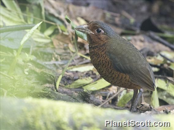 Giant Antpitta (Grallaria gigantea)