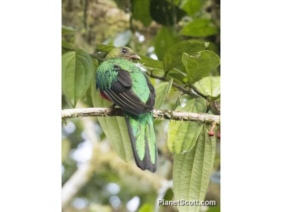 Golden-headed Quetzal (Pharomachrus auriceps)