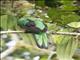 Golden-headed Quetzal (Pharomachrus auriceps)