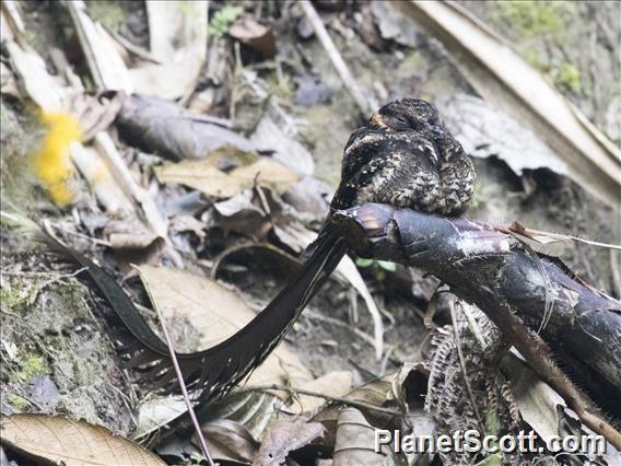 Lyre-tailed Nightjar (Uropsalis lyra)