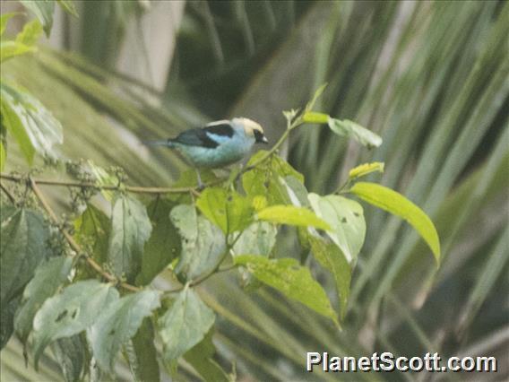 Metallic-green Tanager (Tangara labradorides)