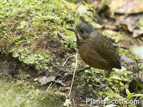 Moustached Antpitta (Grallaria alleni)