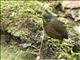 Moustached Antpitta (Grallaria alleni)