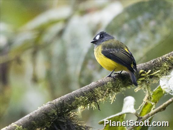 Ornate Flycatcher (Myiotriccus ornatus)