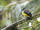 Ornate Flycatcher (Myiotriccus ornatus)