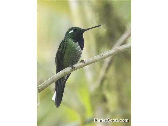 Purple-bibbed Whitetip (Urosticte benjamini)