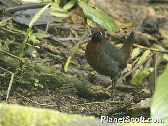 Rufous-breasted Antthrush (Formicarius rufipectus)