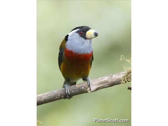 Toucan Barbet (Semnornis ramphastinus)