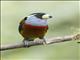 Toucan Barbet (Semnornis ramphastinus)