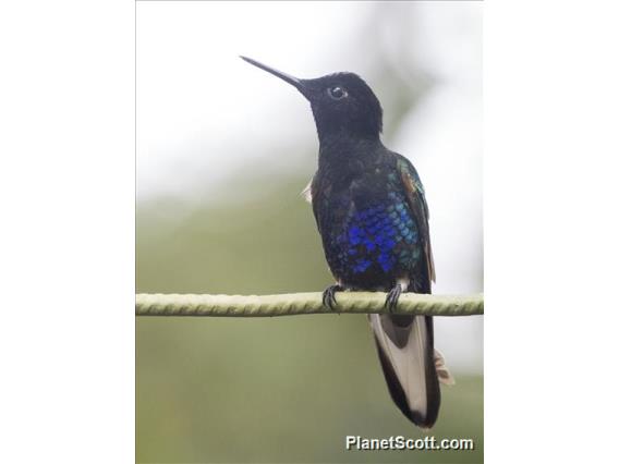 Velvet-purple Coronet (Boissonneaua jardini)