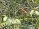 White-winged Tanager (Piranga leucoptera)