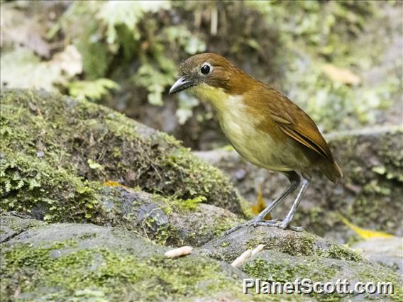 Yellow-breasted Antpitta (Grallaria flavotincta)