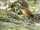 Yellow-breasted Antpitta (Grallaria flavotincta)