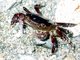 Purple Shore Crab (Hemigrapsus nudus)