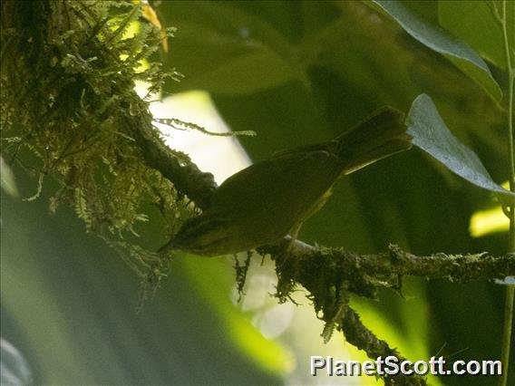 Choco Warbler (Myiothlypis  chlorophrys)