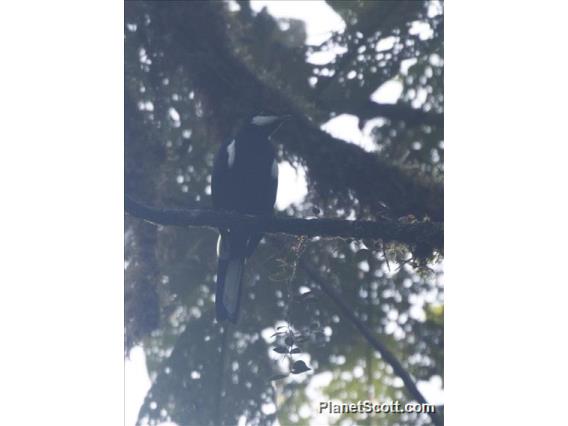 Black Solitaire (Entomodestes coracinus)