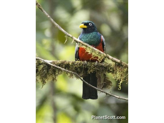 Blue-tailed Trogon (Trogon comptus)