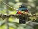 Blue-tailed Trogon (Trogon comptus)