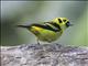 Emerald Tanager (Tangara florida)