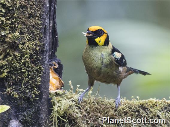 Flame-faced Tanager (Tangara parzudakii)