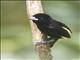 Flame-rumped Tanager (Ramphocelus flammigerus)