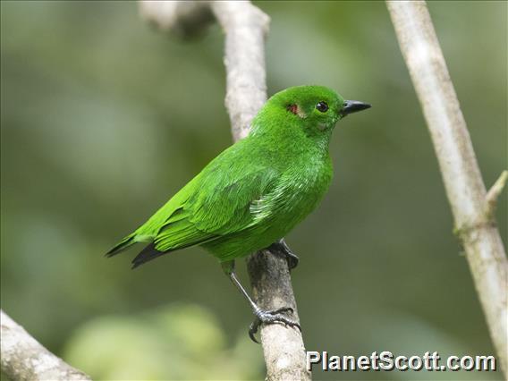 Glistening-green Tanager (Chlorochrysa phoenicotis)