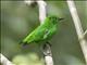 Glistening-green Tanager (Chlorochrysa phoenicotis)