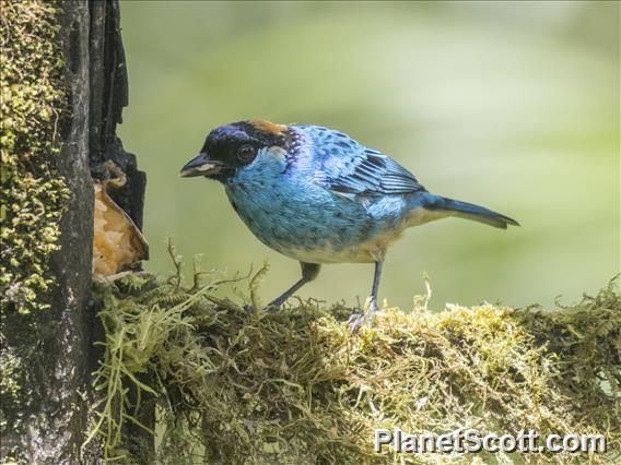 Golden-naped Tanager (Chalcothraupis ruficervix)