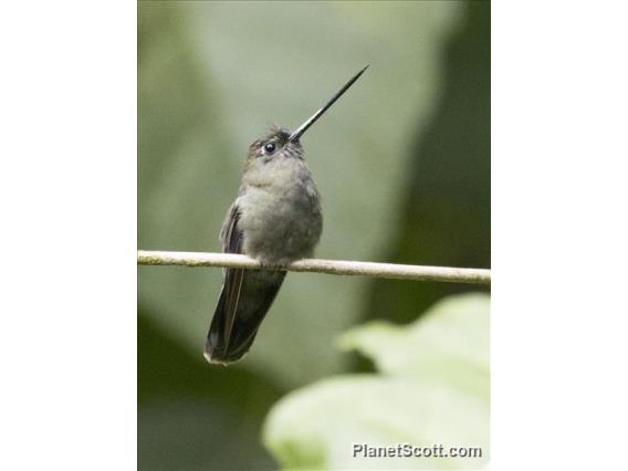 Green-fronted Lancebill (Doryfera ludovicae)