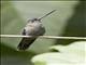 Green-fronted Lancebill (Doryfera ludovicae)