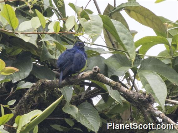 Indigo Flowerpiercer (Diglossa indigotica)