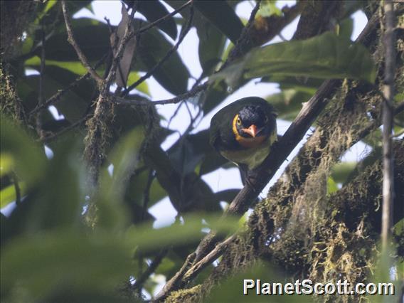 Orange-breasted Fruiteater (Pipreola jucunda)