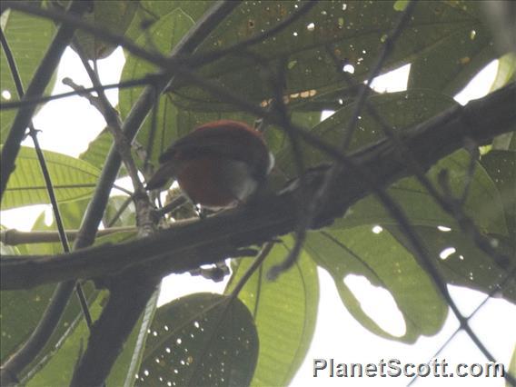 Scarlet-and-white Tanager (Chrysothlypis salmoni)