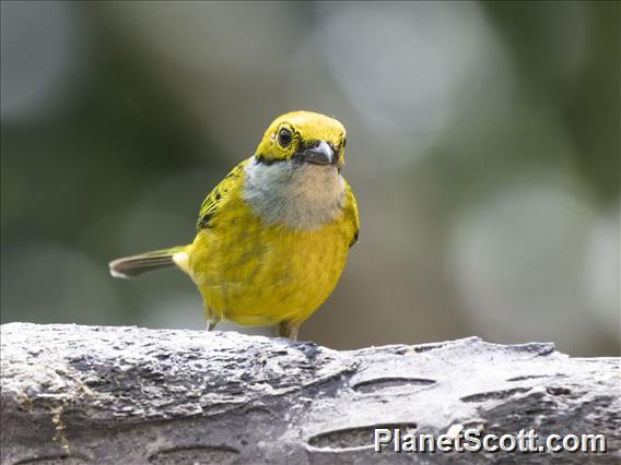 Silver-throated Tanager (Tangara icterocephala)