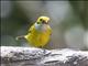 Silver-throated Tanager (Tangara icterocephala)