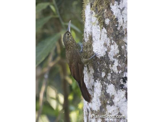 Spotted Woodcreeper (Xiphorhynchus erythropygius)