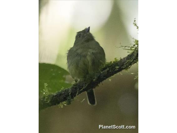 Uniform Antshrike (Thamnophilus unicolor)