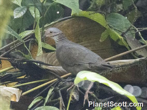 White-throated Quail-Dove (Zentrygon frenata)