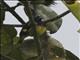 Yellow-bellied Siskin (Spinus xanthogastrus)