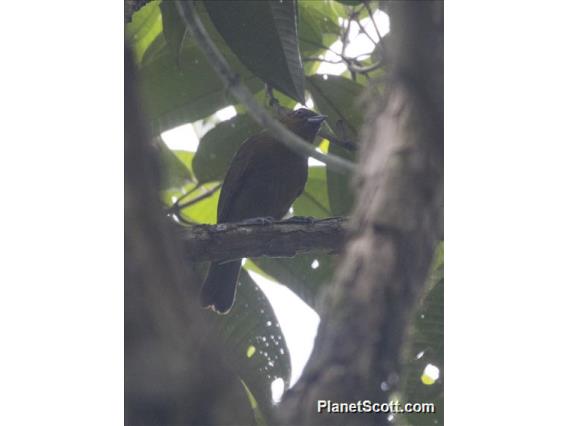 Yellow-green Tanager (Bangsia flavovirens)